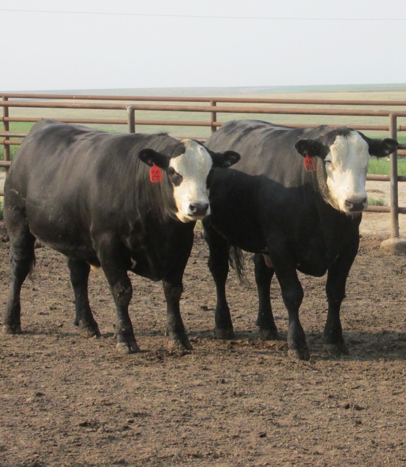 FL Steer Generic